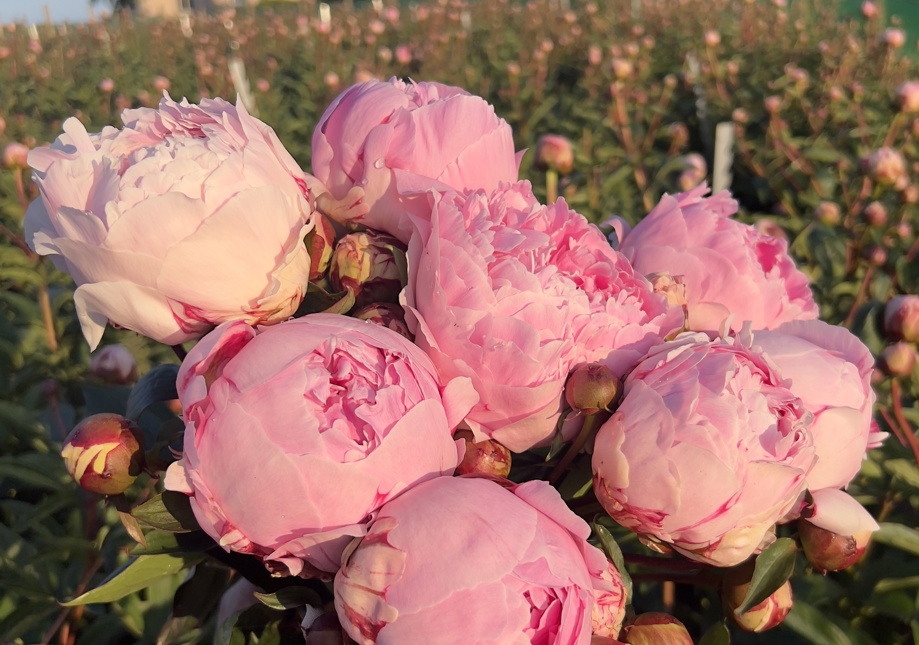 Photo showing hand holding a bouquet of huge, pink Sarah Bernhardt peonies with peonies growing in a flower field behind with a pink Victorian farmhouse and blue sky.