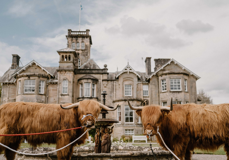 Two Crazy Critters Experience Highland cows stand beside a fountain outside a historic country house wedding venue.