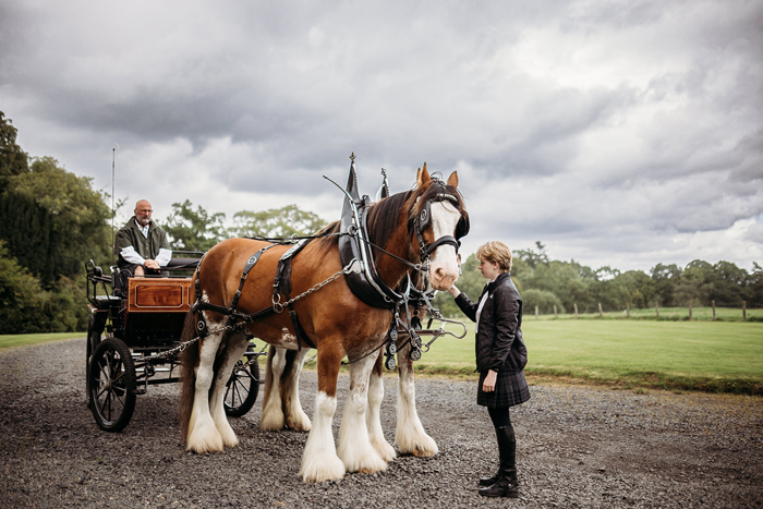 Clydesdale Horses With Wedding Carriage