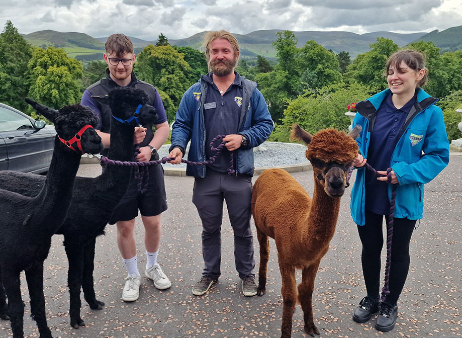 three people stand outside holding leads attached to three alpacas