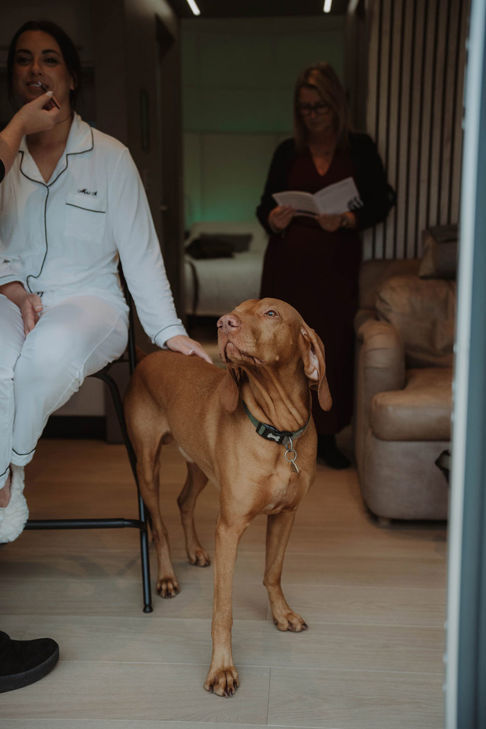 a red coated dog in a bedroom