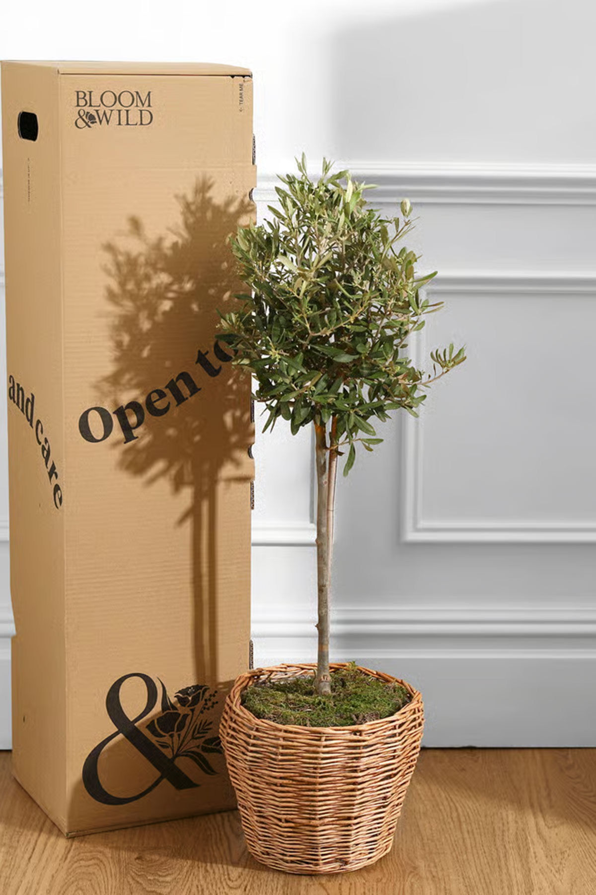 Bloom & Wild olive tree in a woven basket beside its delivery box, a thoughtful plant wedding gift for newlyweds