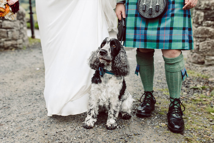 A black and white spaniel stands in between a bride and groom's feet 