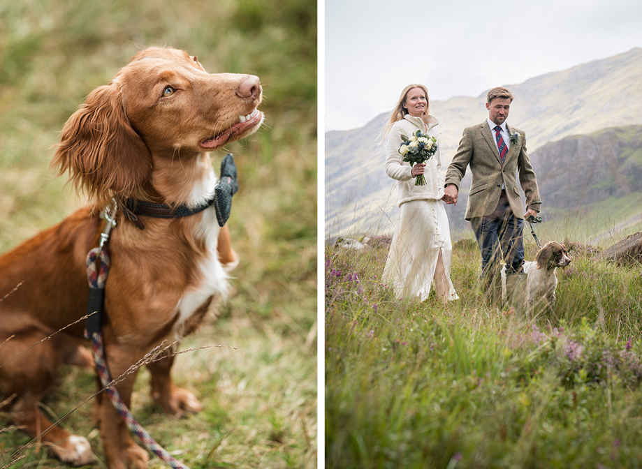 a brown-red dog wearing a tartan bow tie on left. A bride and groom walking through grassy moorland with a spaniel dog on a lead and mountains of Glencoe in background