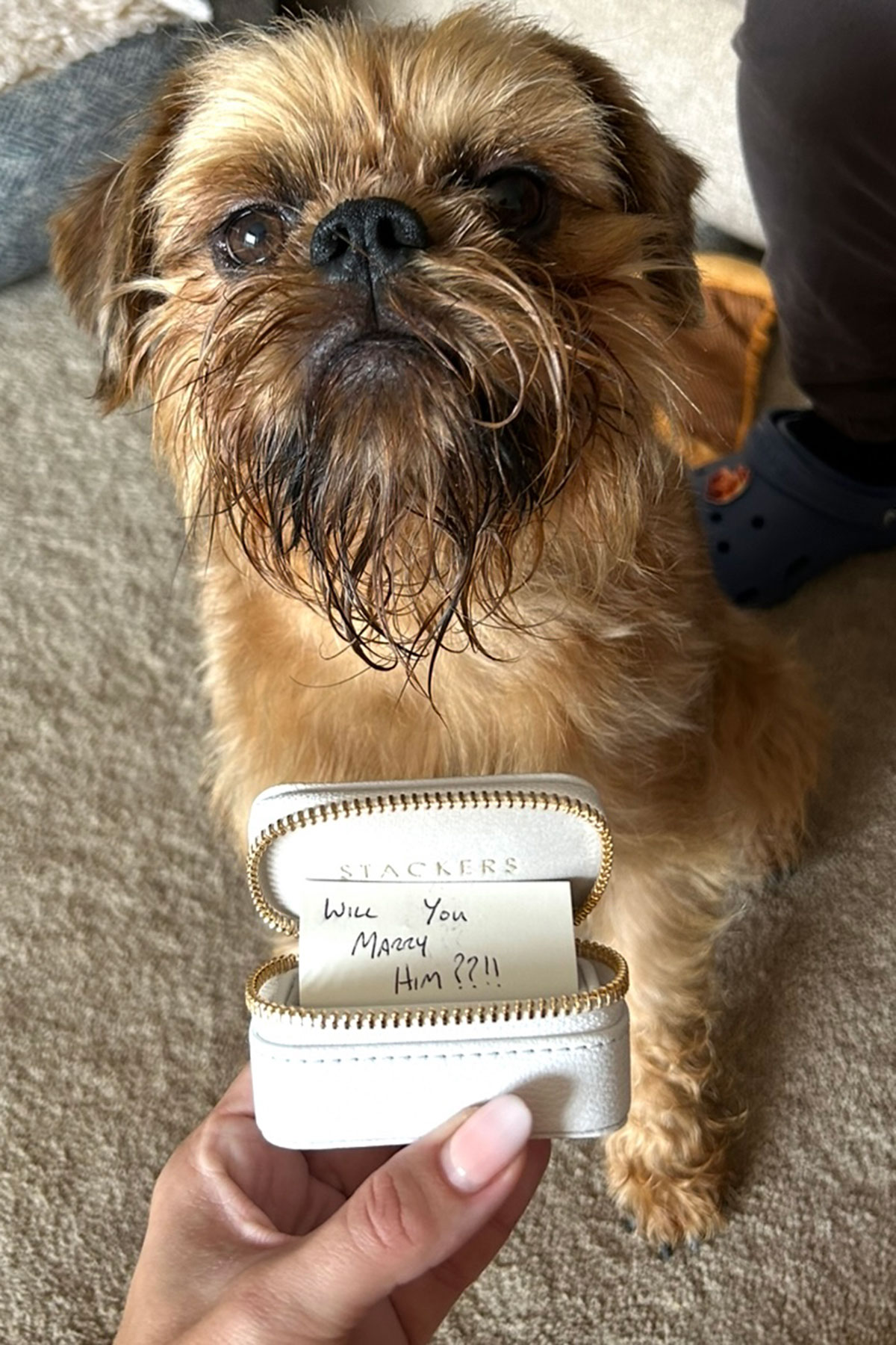 Small dog holding a jewellery box with a handwritten note reading “Will you marry him?” during a wedding proposal moment