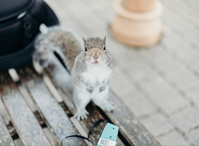 a close up of a cheeky-looking grey squirrel standing on the wooden slats of a park bench