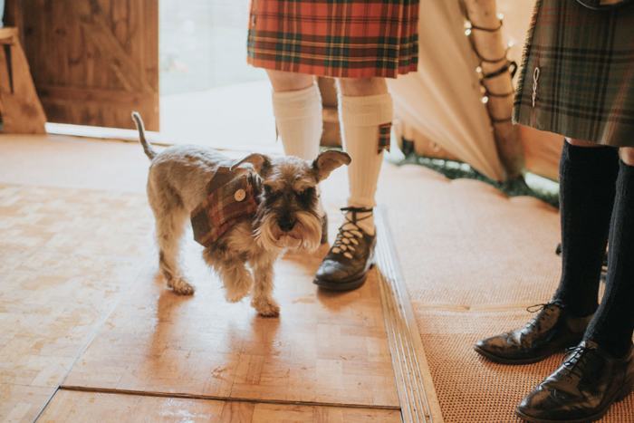 Couple's dog Haggis runs around