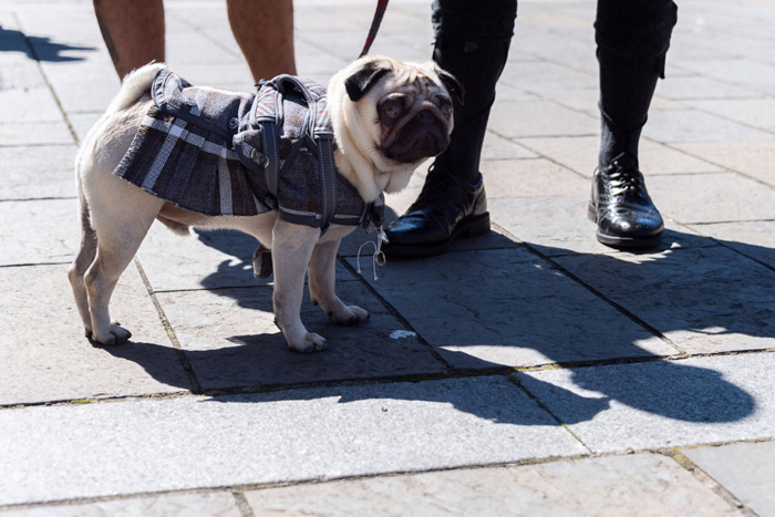 A Pug Wearing A Dog Kilt