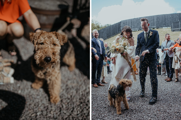 The couple's dog in one image and one of the couple and the dog having confetti thrown over them