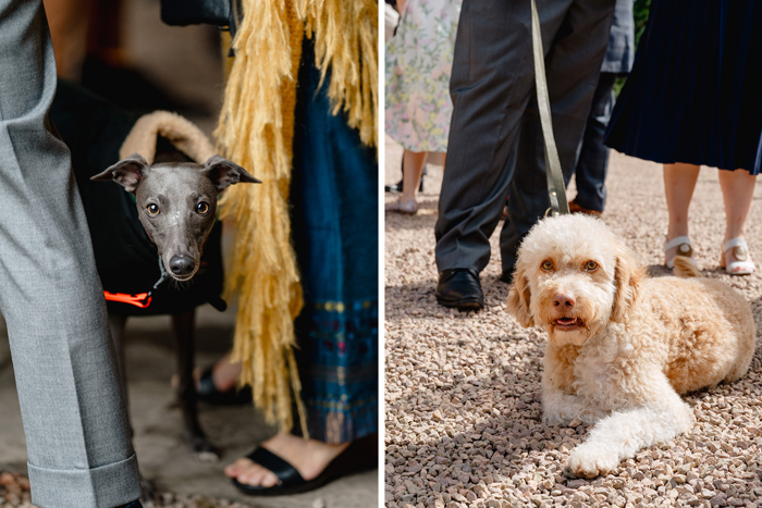 Dog guests at the wedding