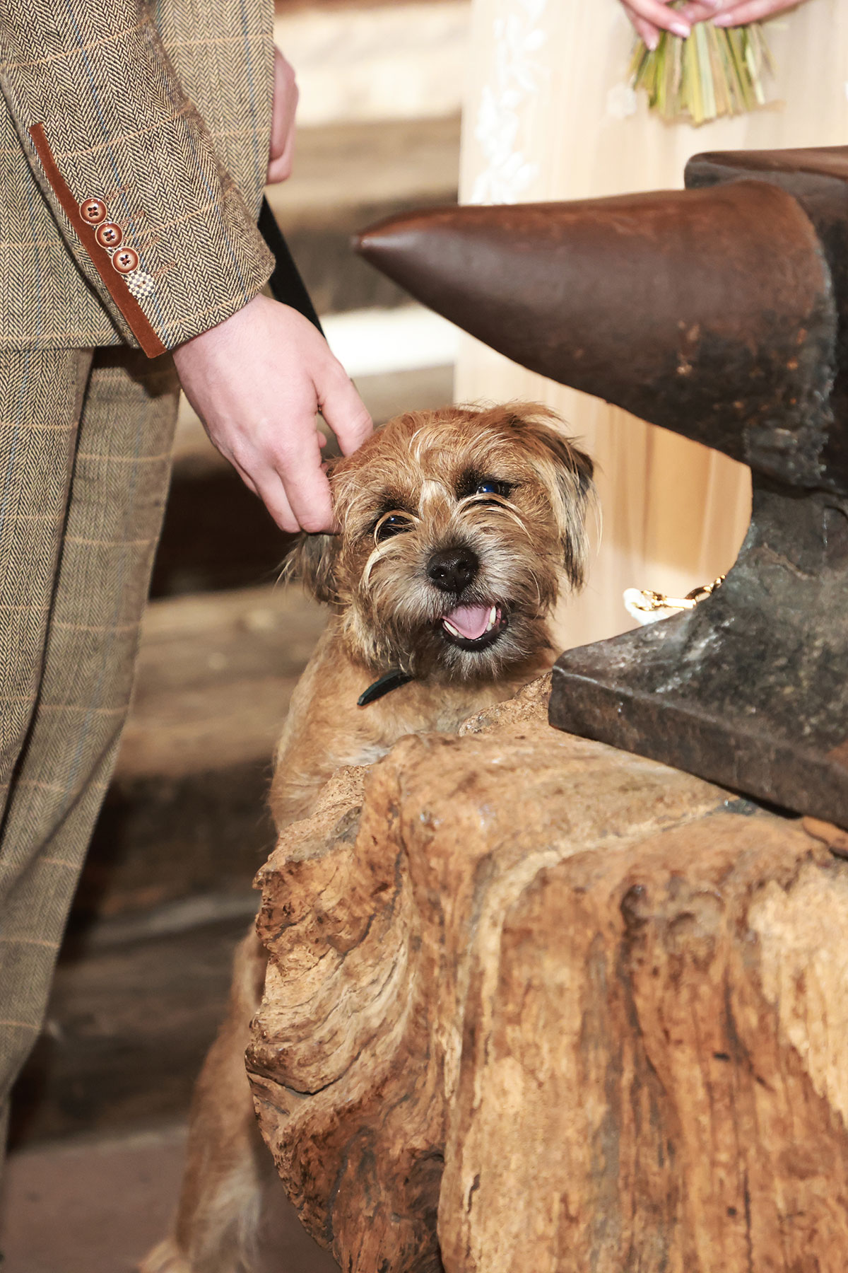 close up of border terrier dog at gretna green