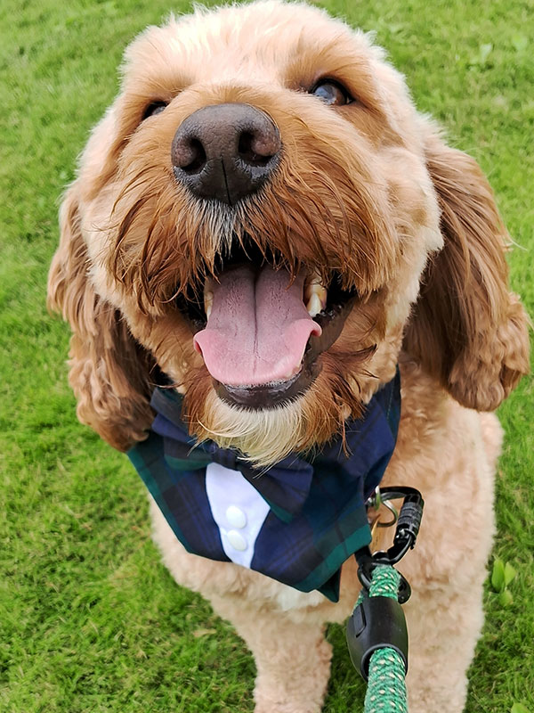beige light brown dog on green lead looks up with mouth open as he wears a blue and green tartan dog suit