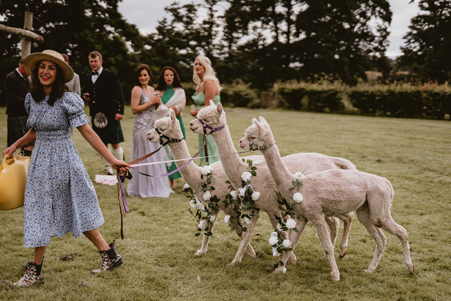 Three alpacas from West Coast Alpacas who were hired for the big day
