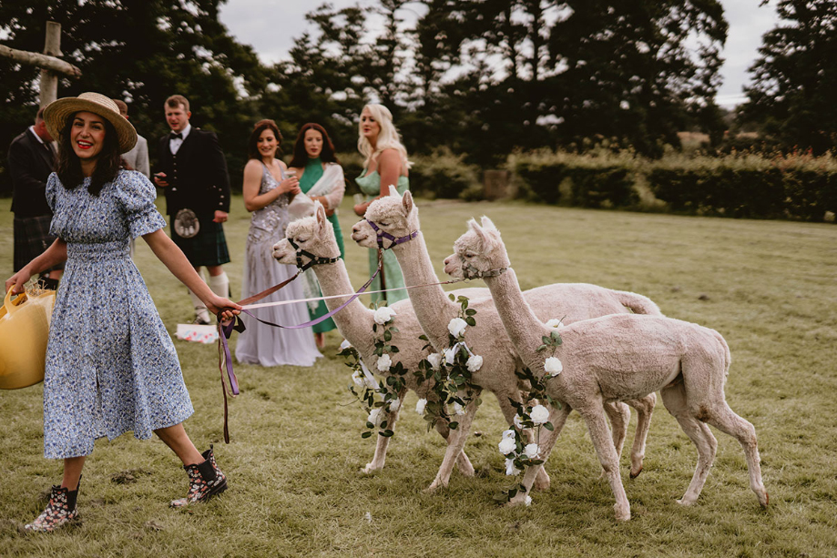 Three alpacas from West Coast Alpacas who were hired for the big day