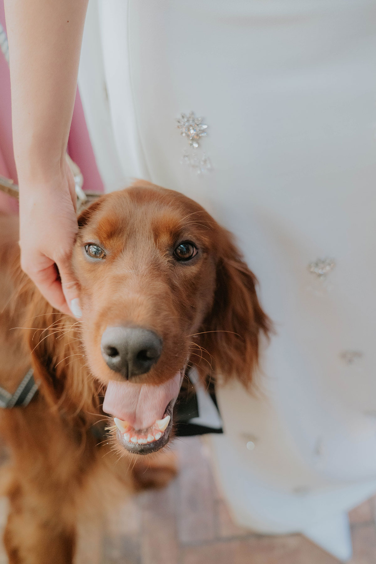 Close-up of the couple’s red setter wearing a black bow tie beside the bride’s embellished wedding dress