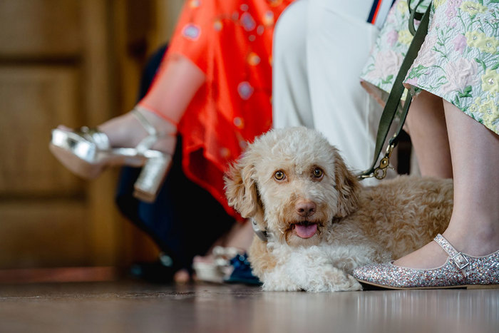 Dog during wedding ceremony