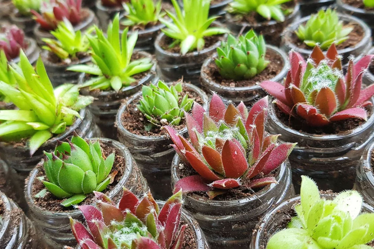 Mini succulent plant wedding favours in small glass pots
