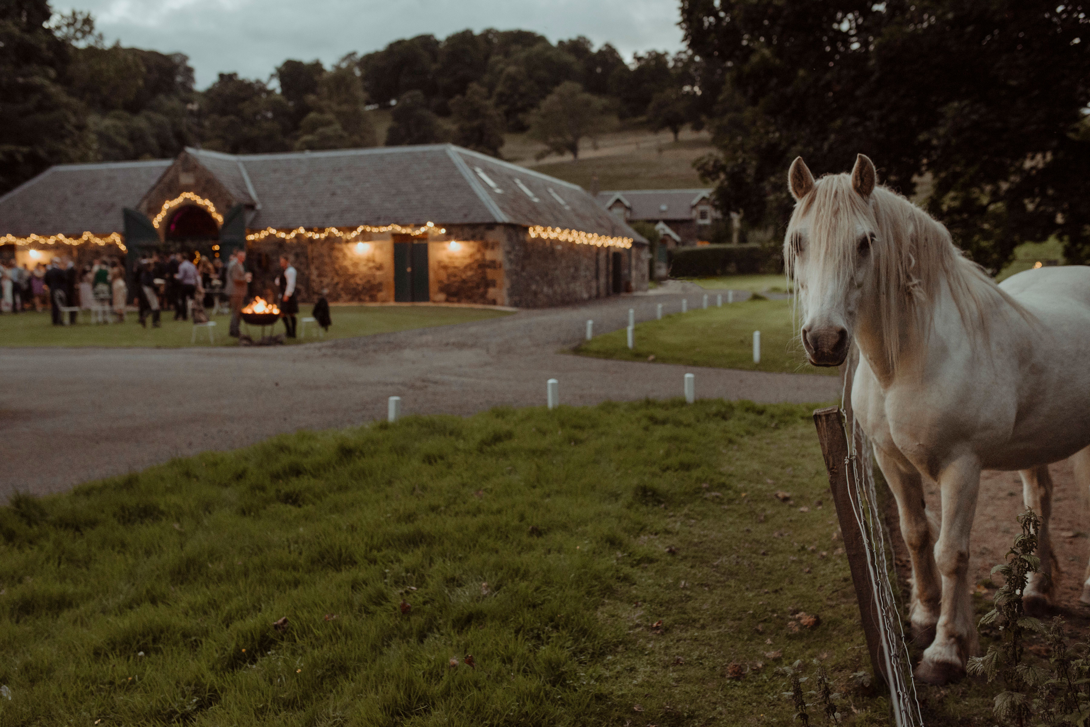 horse looks at camera for photograph as wedding guests party in the background at the byre at inchyra