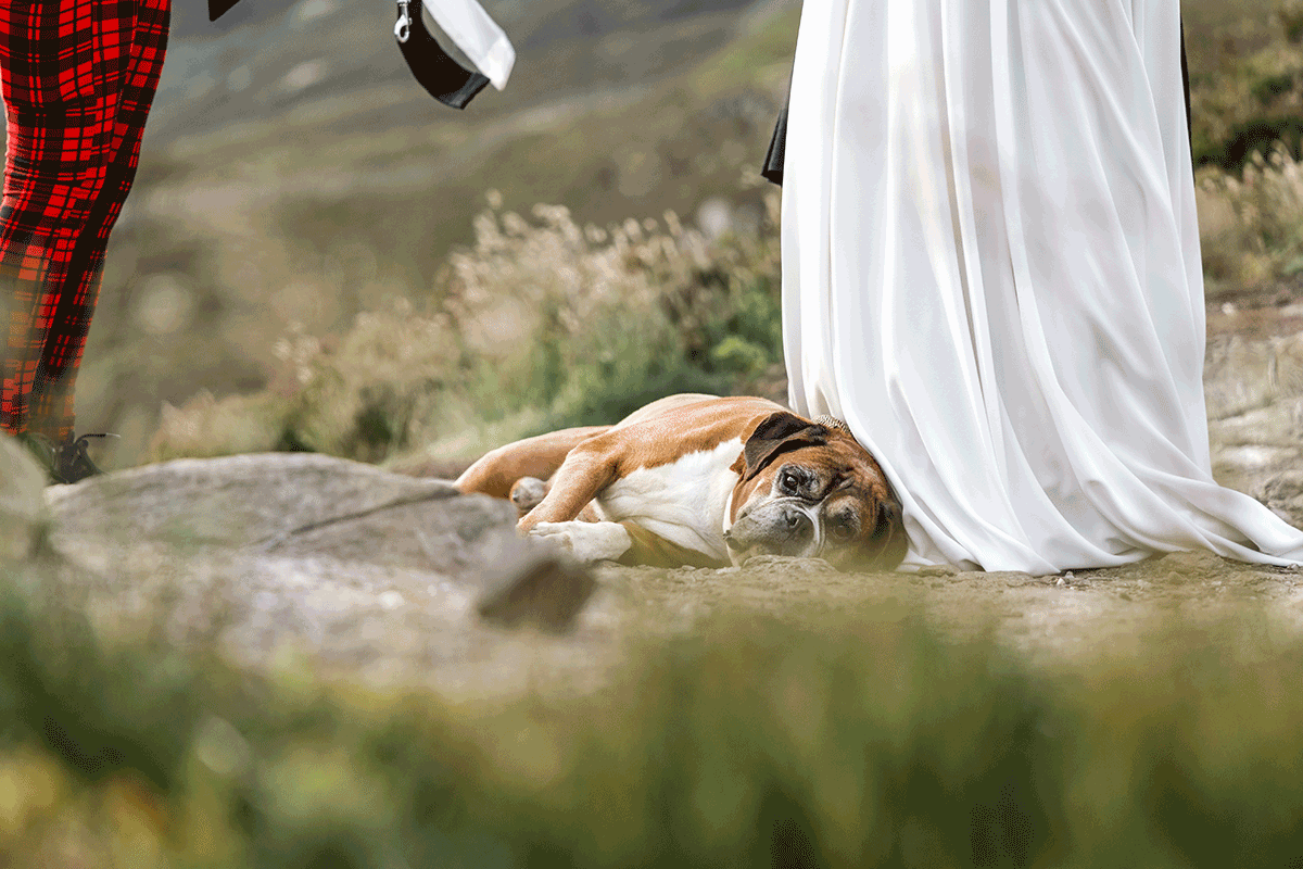 Wedding dog rests beside the bride’s dress during a Scottish mountain elopement ceremony, captured against a soft-focus Highland landscape