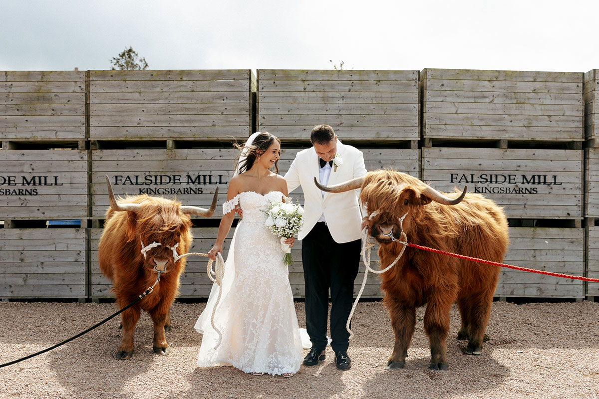 Newlyweds pose with two Highland cows outside Falside Mill, with rustic wooden signage and countryside views behind them.