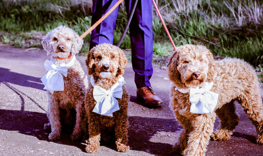 three curly brown cockapoo pups stand outdoors on their leads each wearing white bows around their necks 