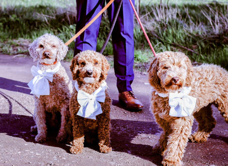 three curly brown cockapoo pups stand outdoors on their leads each wearing white bows around their necks 