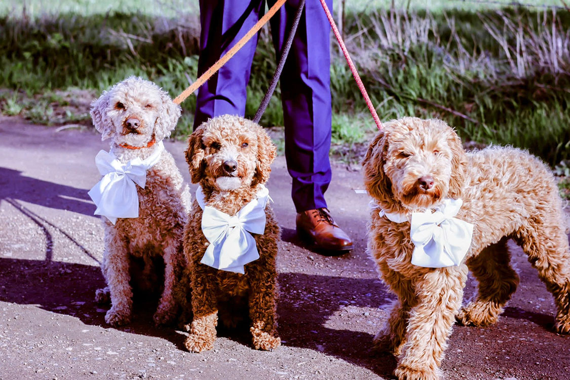 three curly brown cockapoo pups stand outdoors on their leads each wearing white bows around their necks