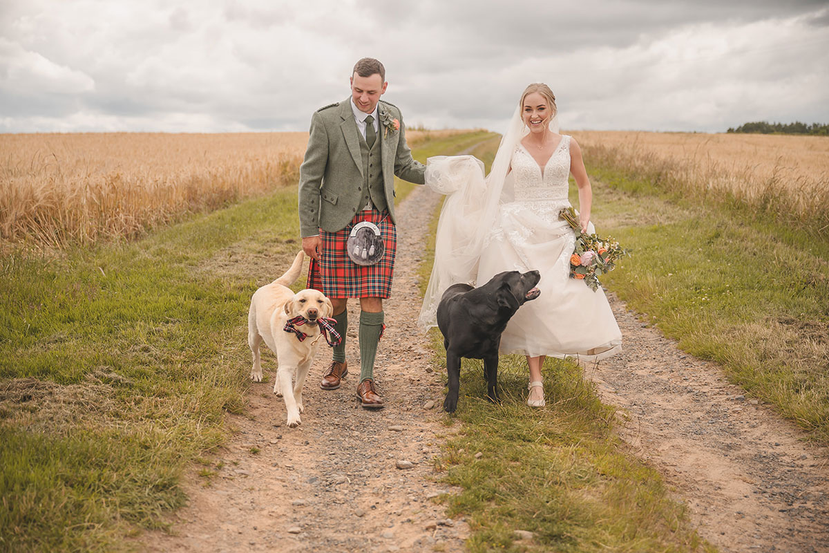 A bride and groom walking along a path through a field with a yellow labrador and a black labrador