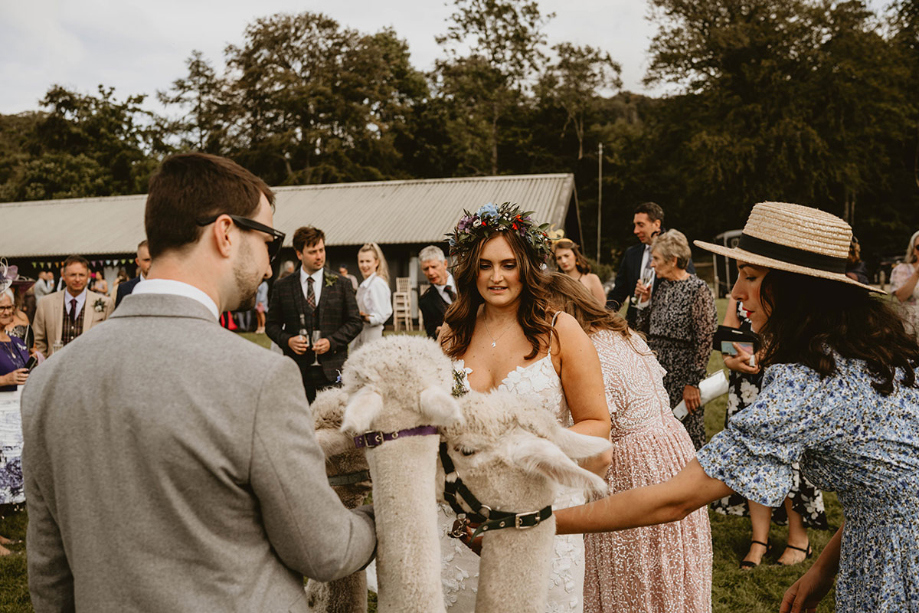 Bride looks at alpacas she hired for her wedding day