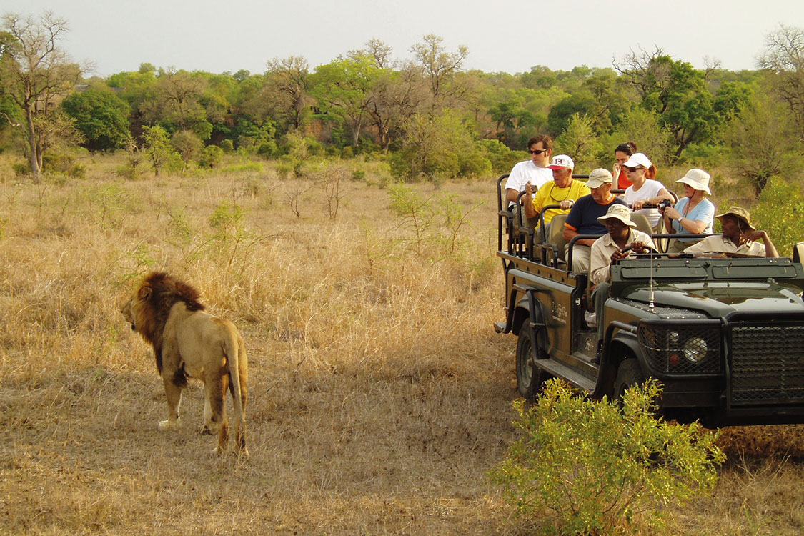 a safari car filled with people taking photos of a lion near the vehicle