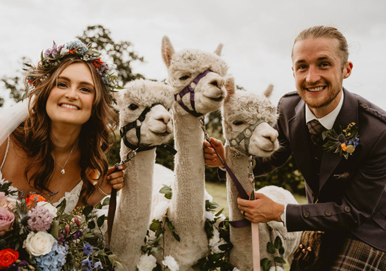 The couple smile beside three llamas 