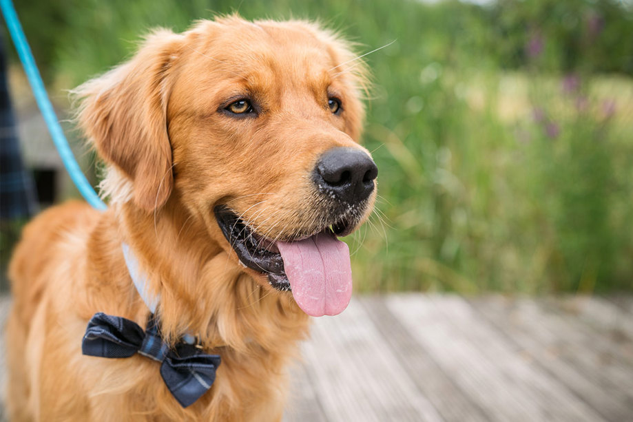 A golden retriever wearing a blue tartan bowtie