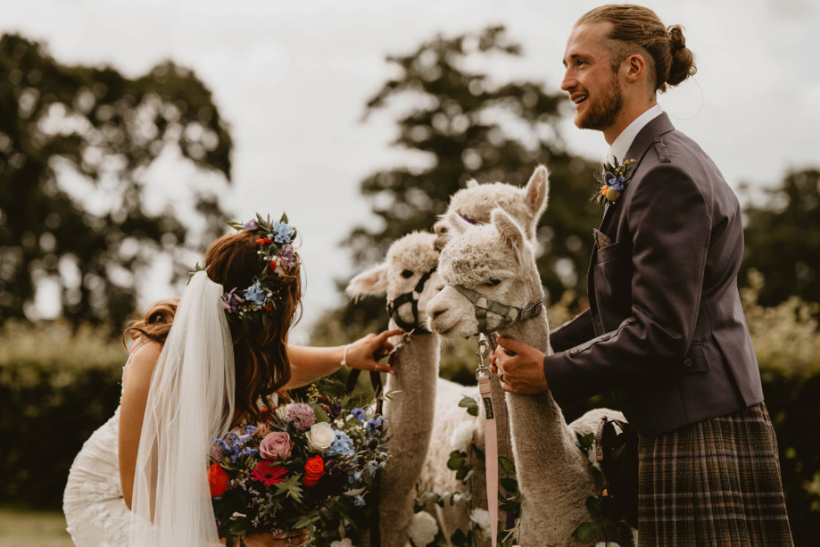 Bride, groom and three alpacas from West Coast Alpacas