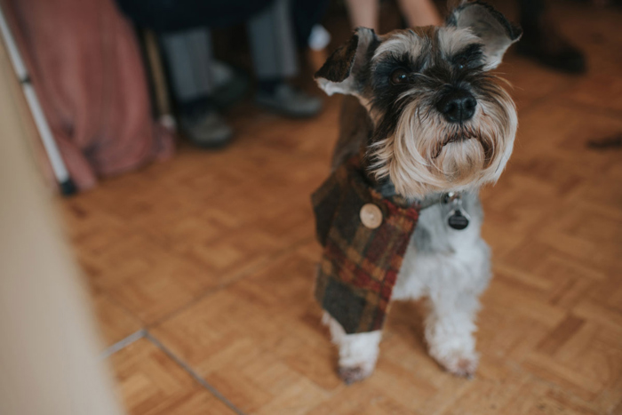 The bride and groom's dog wearing tartan collar that matches the groom's kilt