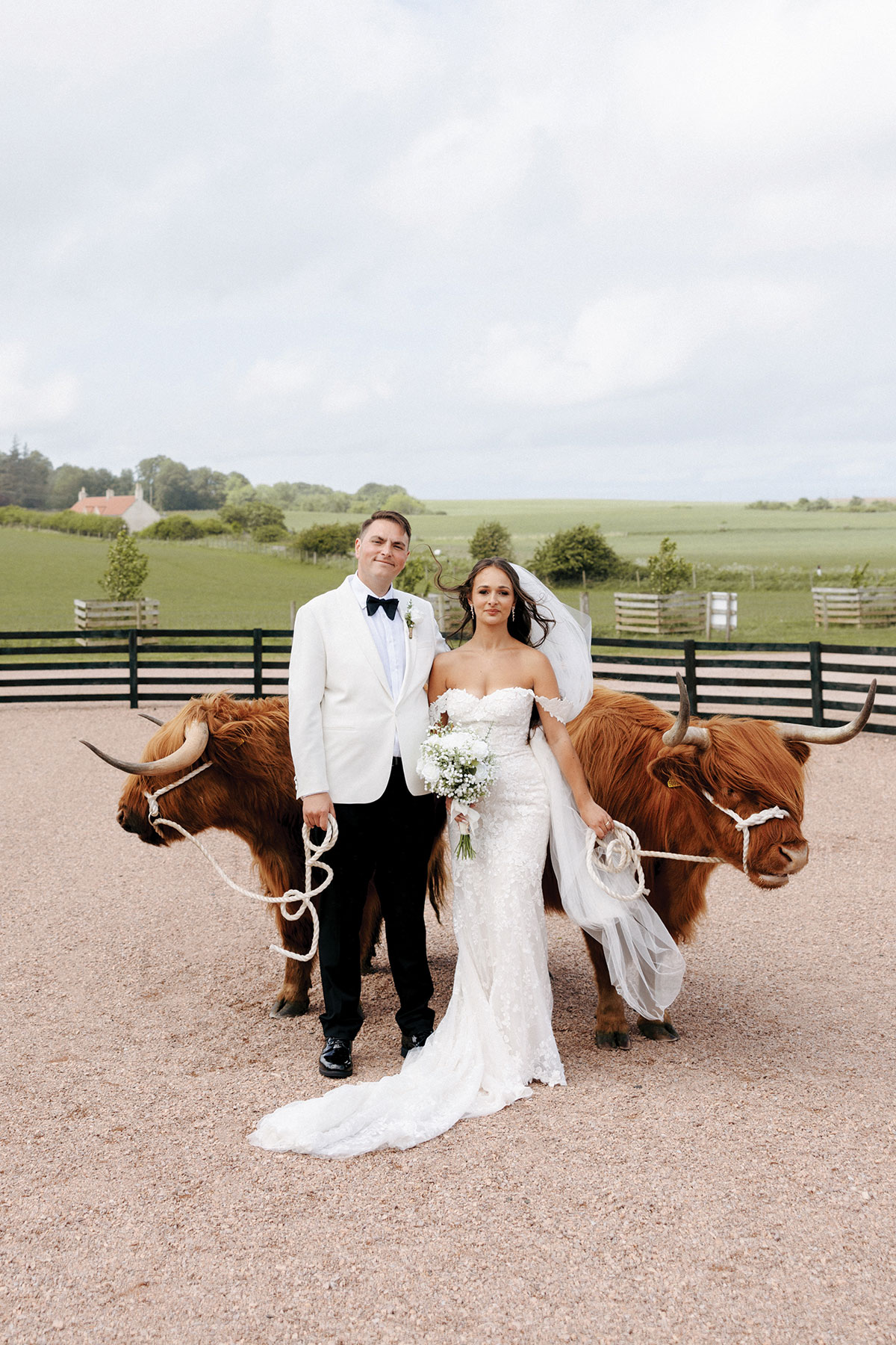 bride and groom stand next to highland coos on their wedding day at falside mill