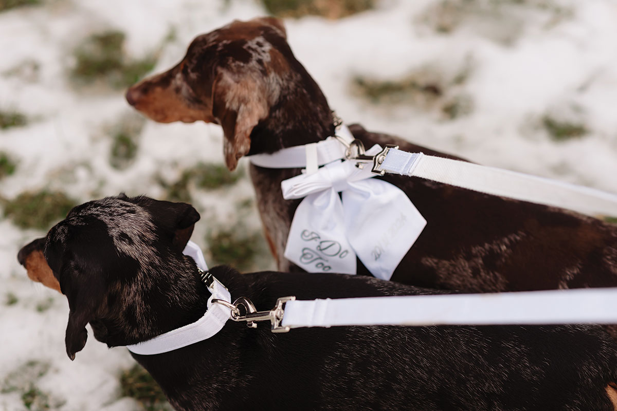 Two dachshunds wearing white wedding bows and matching leads, standing on snowy ground as part of the wedding celebration.