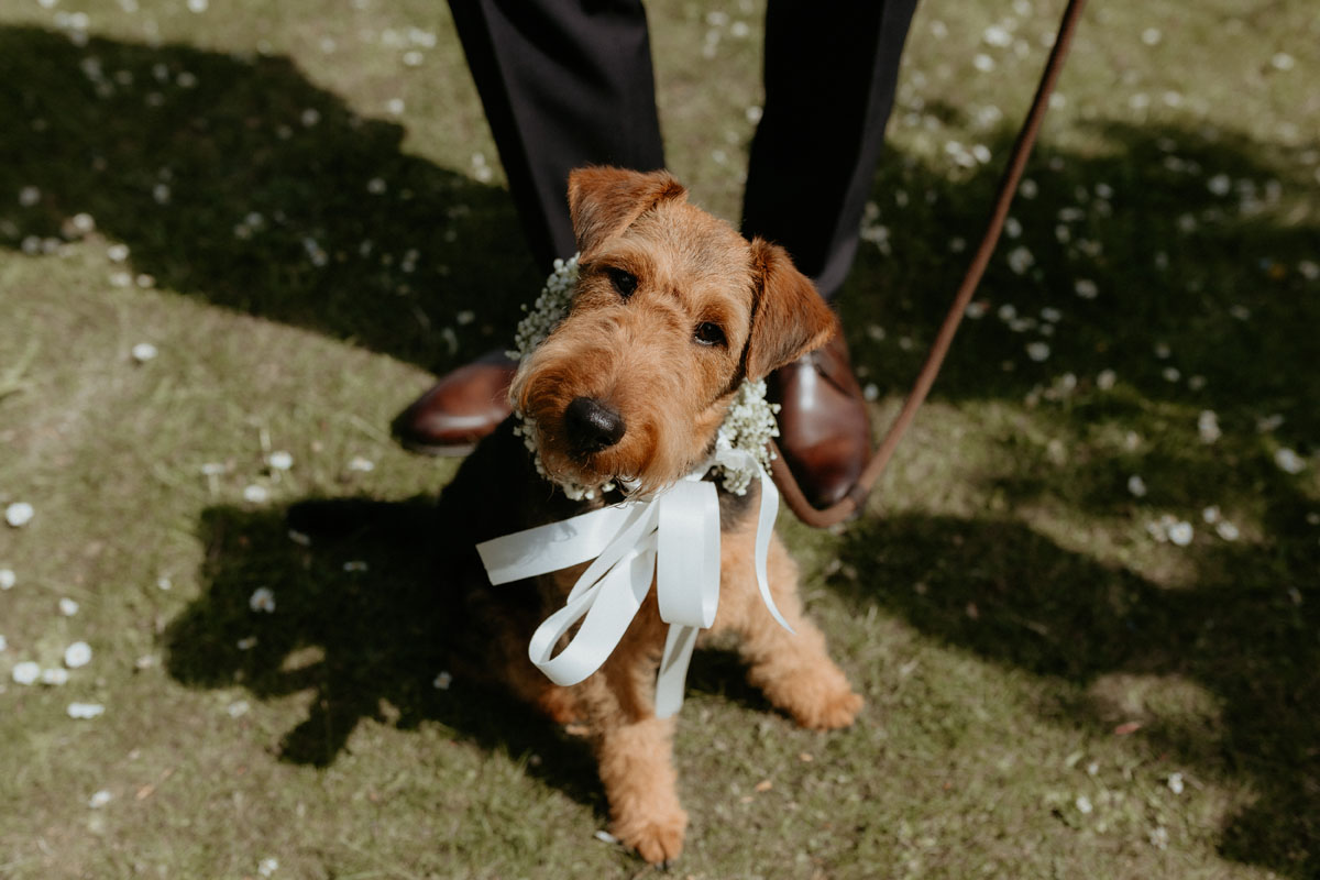 Wedding dog wearing a white floral collar and ribbon at The Byre at Inchyra in Perthshire.
