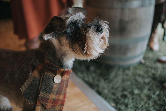 The couple's dog Haggis wearing tartan from groom's kilt