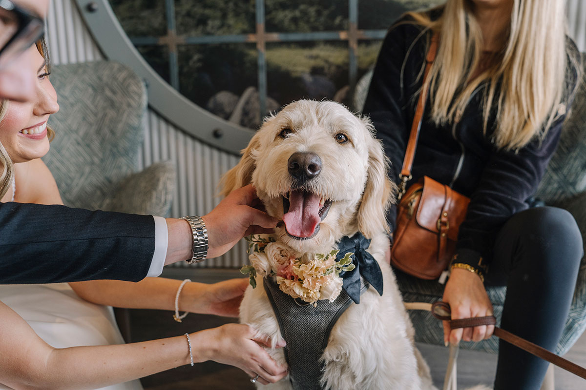 Wedding dog wearing a floral collar and harness sitting happily with guests during the wedding celebration