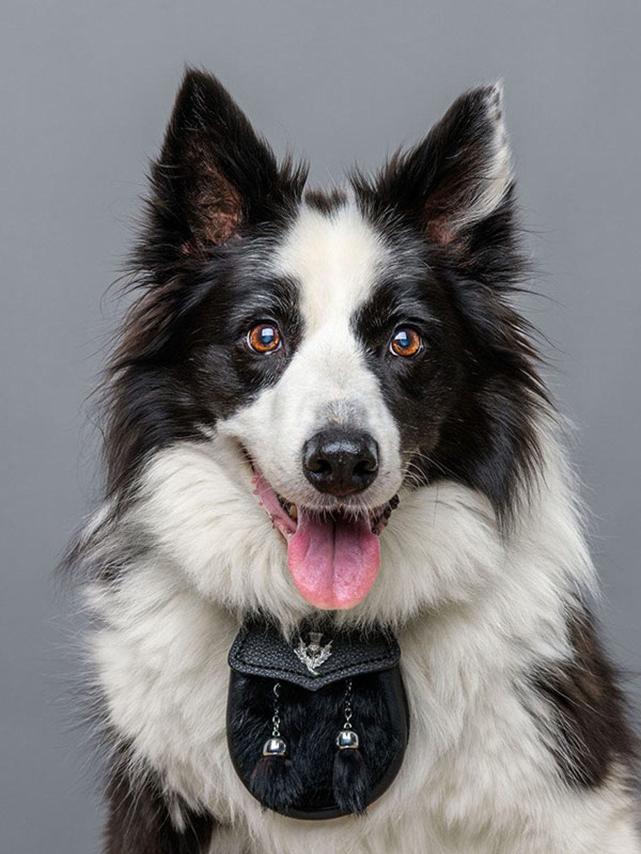 profile image of a large black and white dog with it's tongue out and a sporran around its neck