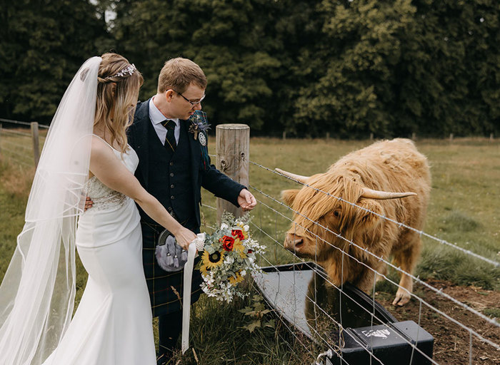 A bride and a groom feed a Highland Cow through a fence 