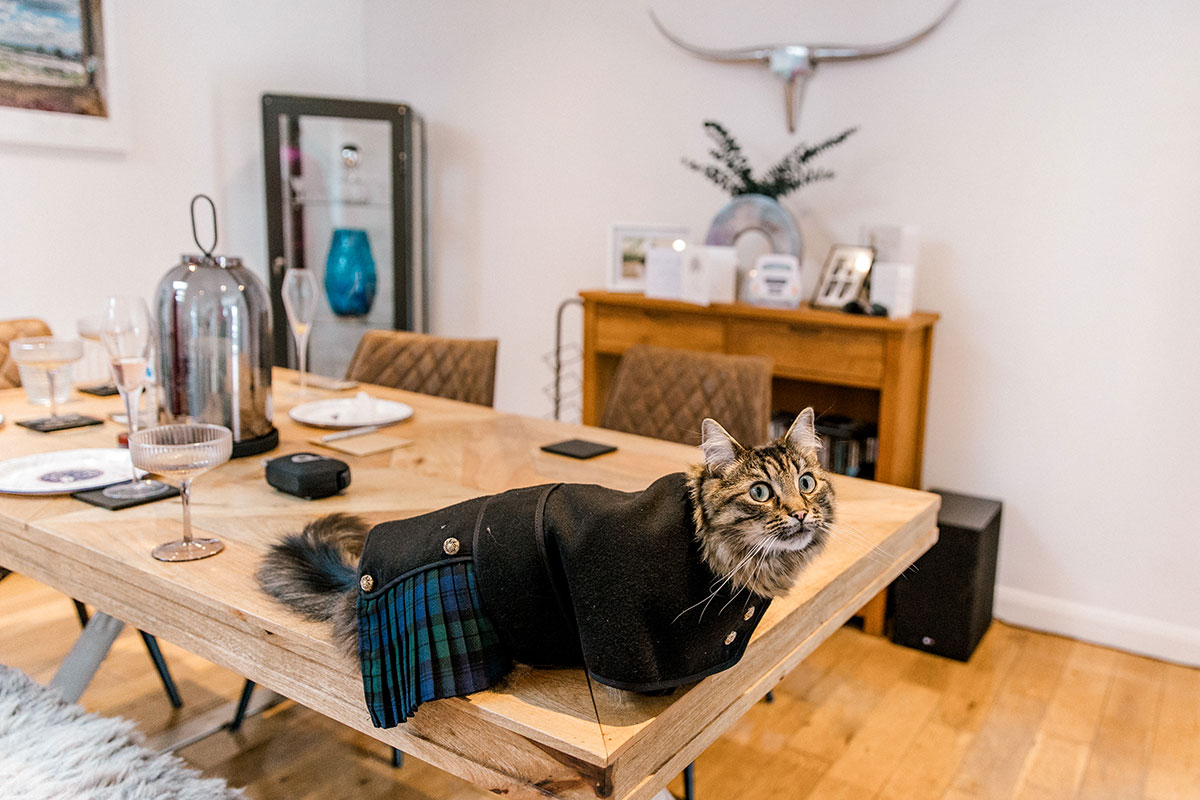 Pet cat wearing a miniature tartan kilt during the wedding preparations