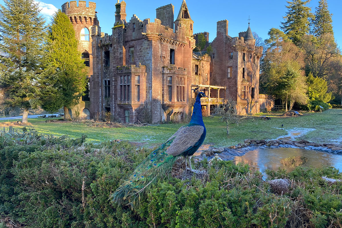 Peacock standing in the grounds of Culdees Castle Estate in Perthshire, with the Scottish castle and surrounding gardens visible in the background