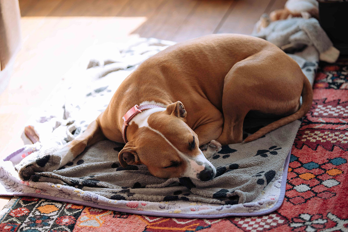 The couple’s dog Olive sleeps on a blanket inside their Highland accommodation before Achnahaird Bay elopement.