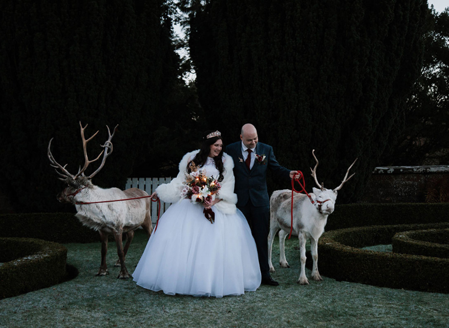 couple in wedding outfit with two reindeer 