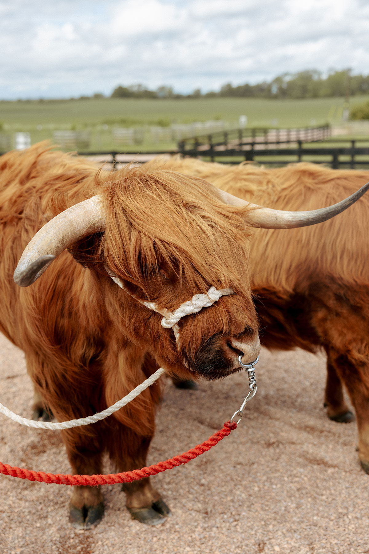 Close-up of Highland cow from Crazy Critters Experience at barn wedding in Fife