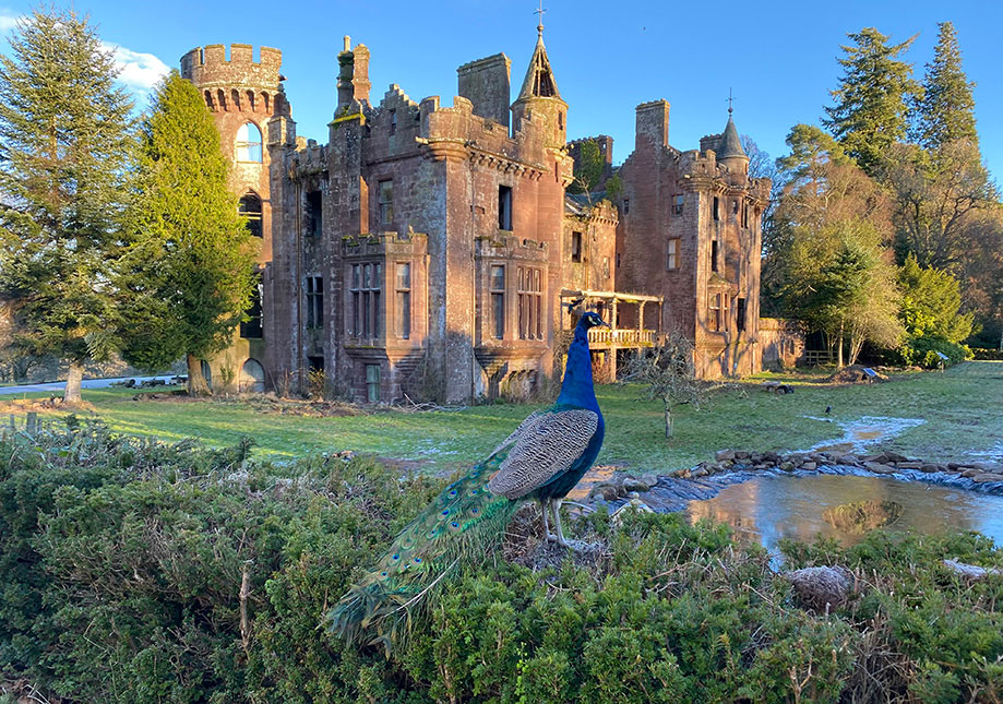 Exterior of Culdees Castle with peacock in foreground