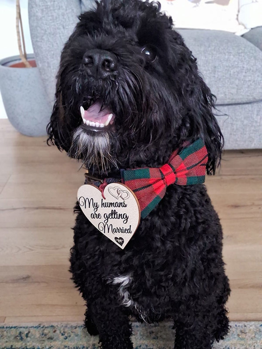 curly black dog wearing a red and green bowtie and a sign that says "My humans are getting married"