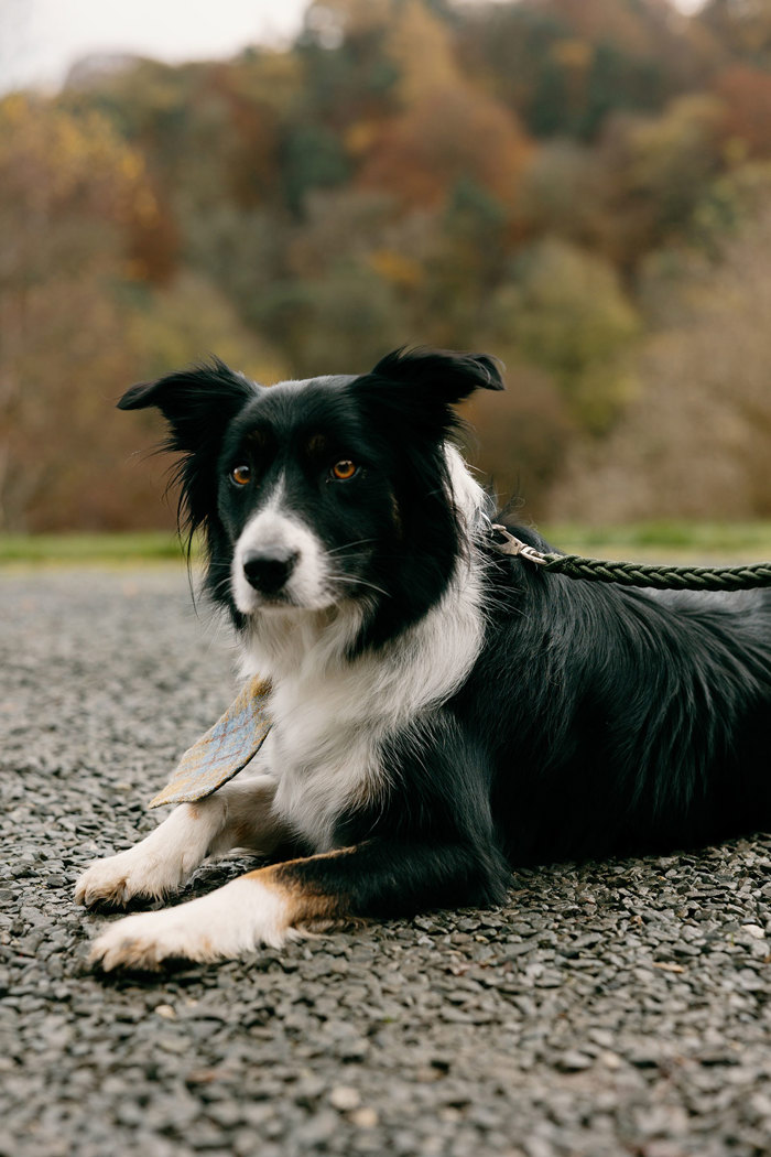 a collie dog sitting on tarmac with a green pleated lead