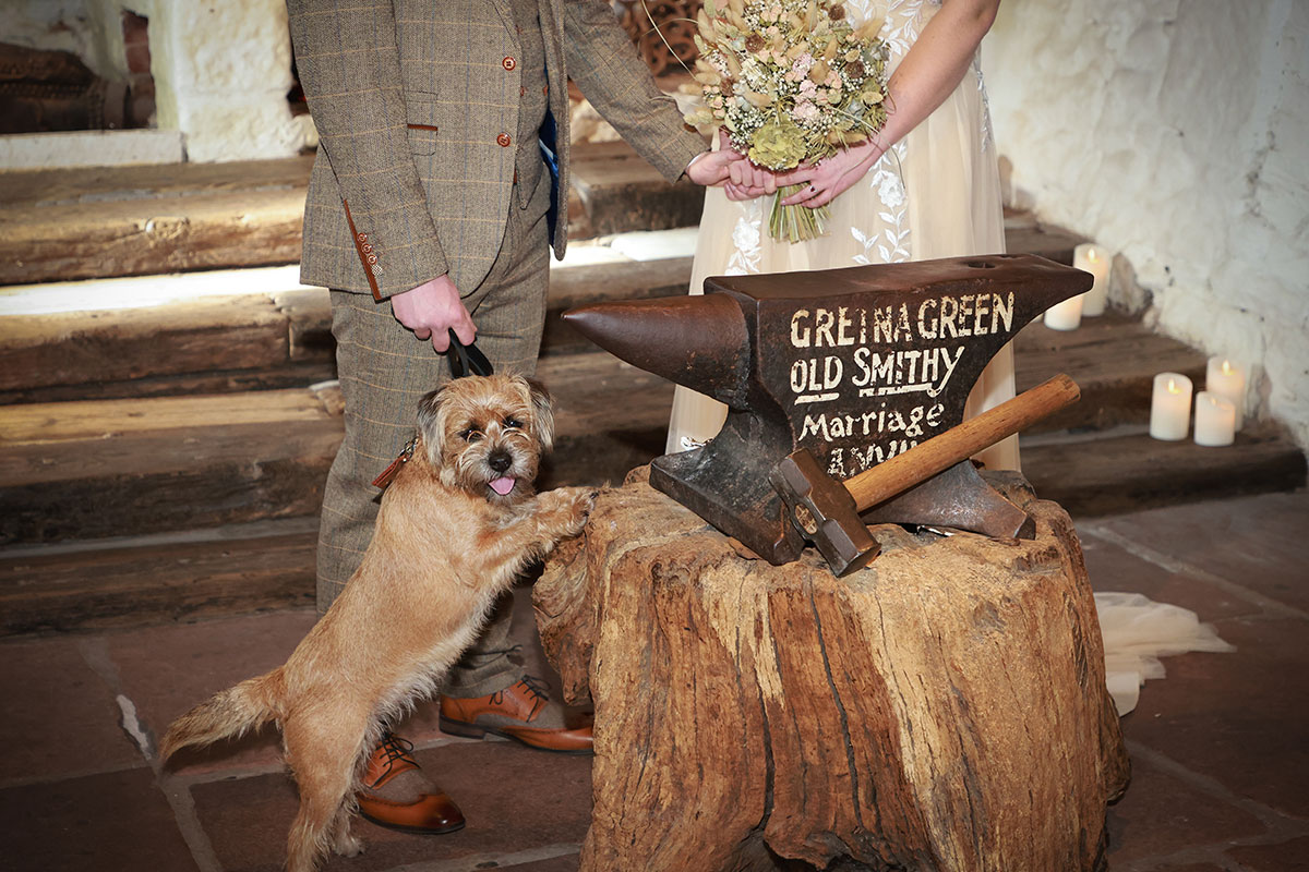 close up of border terrier dog at gretna green